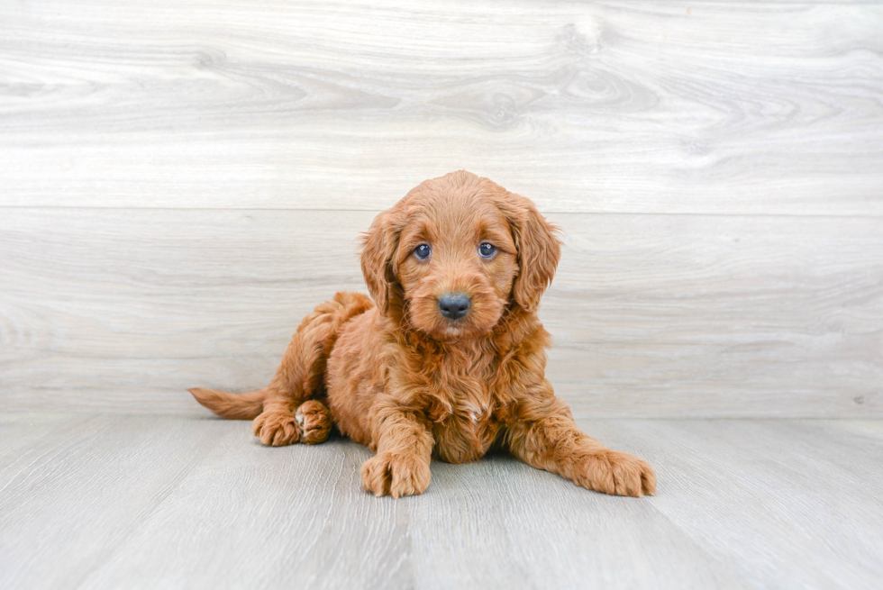 Mini Goldendoodle Puppy for Adoption