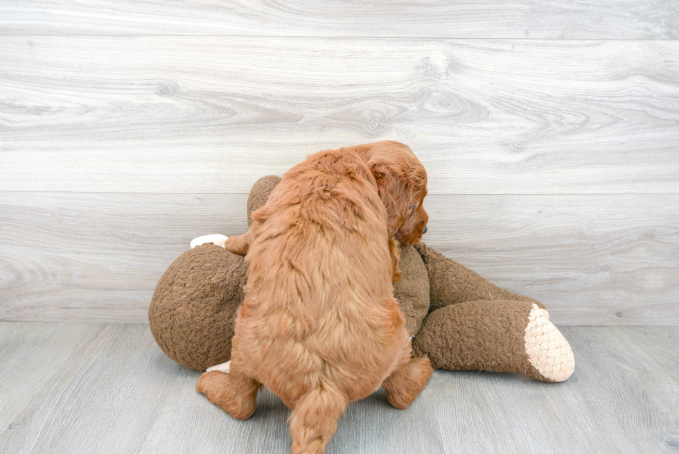 Friendly Mini Goldendoodle Baby