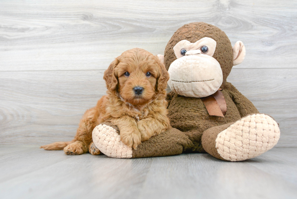 Mini Goldendoodle Puppy for Adoption