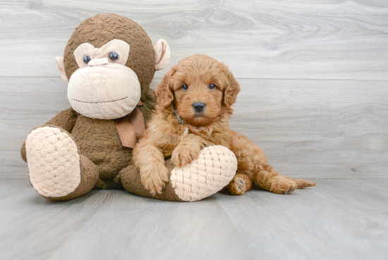 Mini Goldendoodle Pup Being Cute