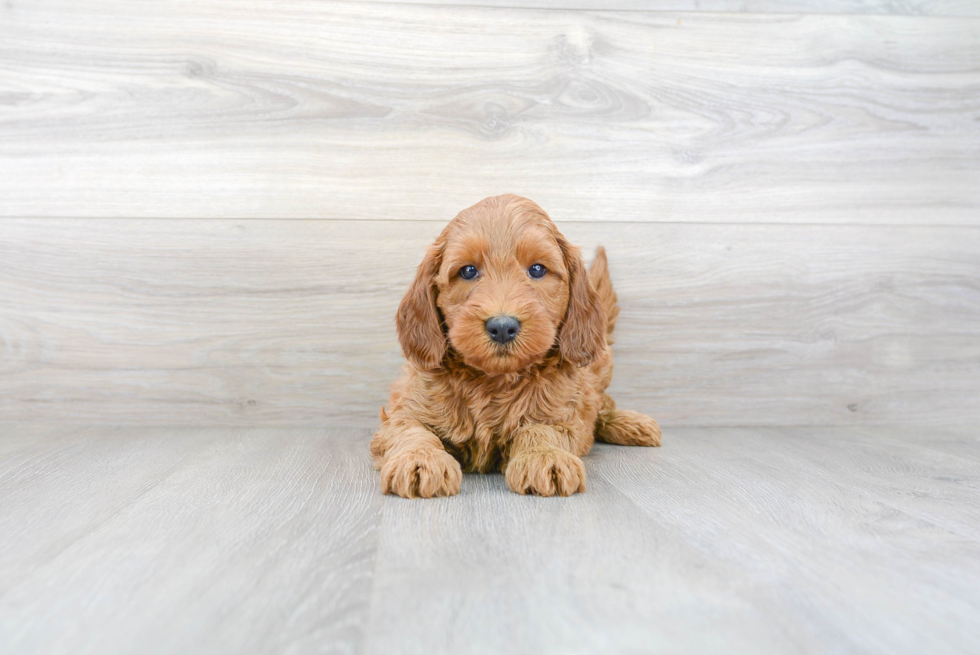 Popular Mini Goldendoodle Poodle Mix Pup