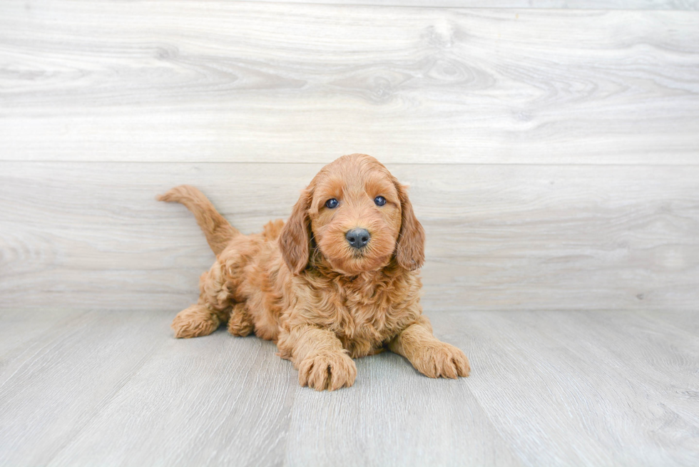 Funny Mini Goldendoodle Poodle Mix Pup