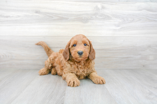 Funny Mini Goldendoodle Poodle Mix Pup