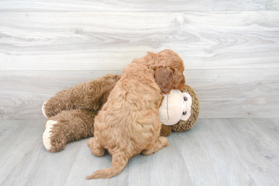 Happy Mini Goldendoodle Baby