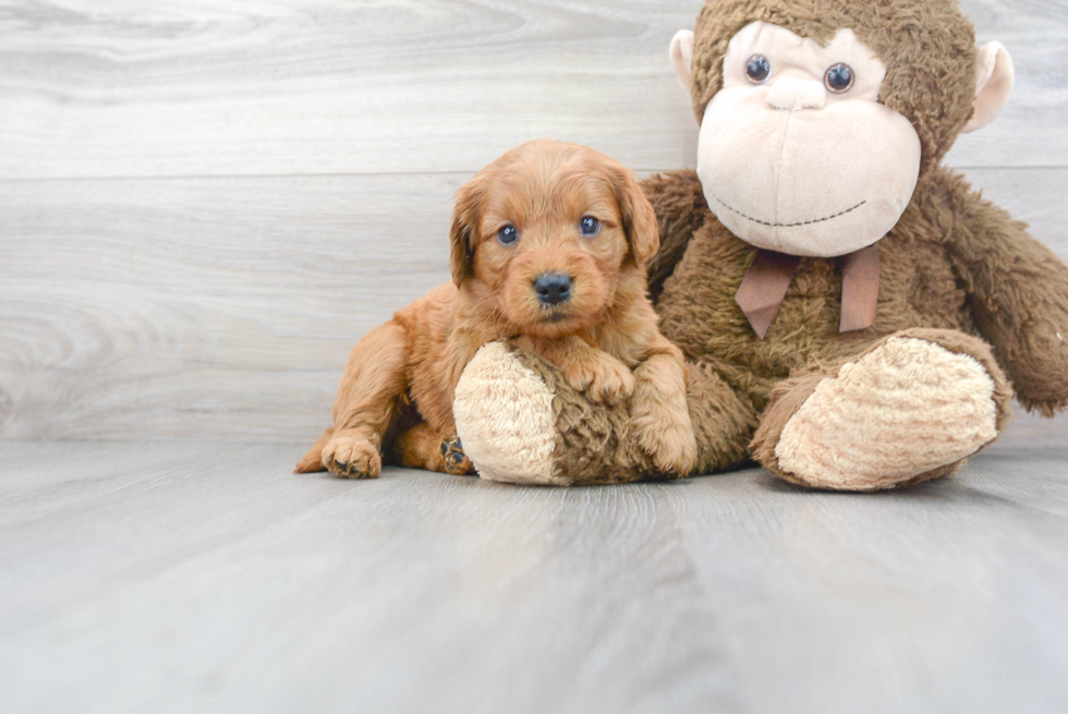 Mini Goldendoodle Pup Being Cute