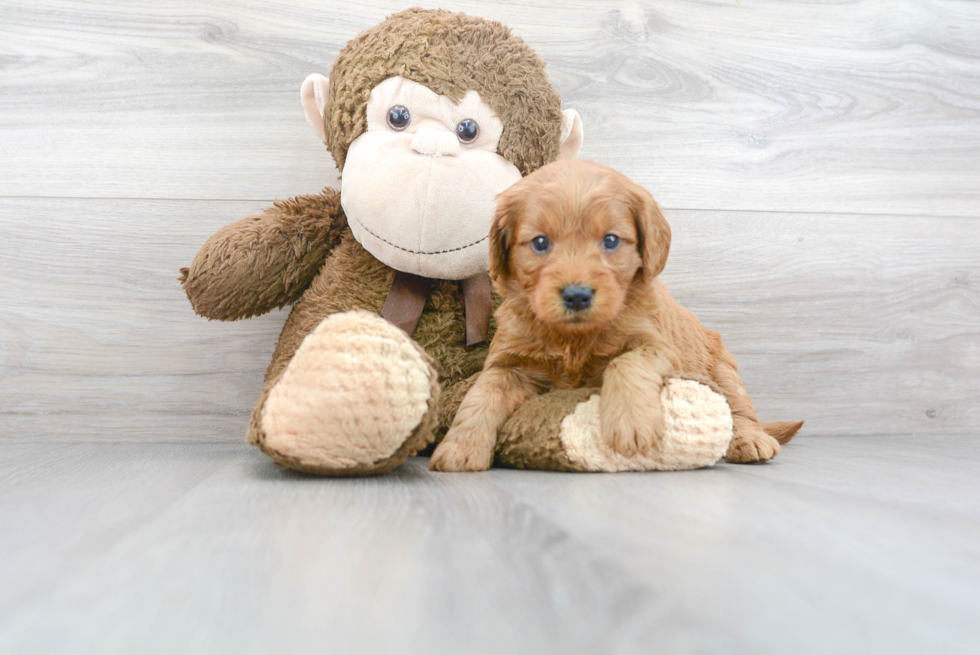 Best Mini Goldendoodle Baby