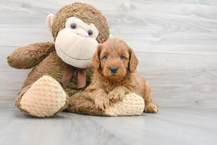 Mini Goldendoodle Puppy for Adoption