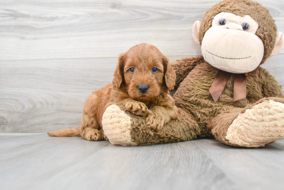 Petite Mini Goldendoodle Poodle Mix Pup