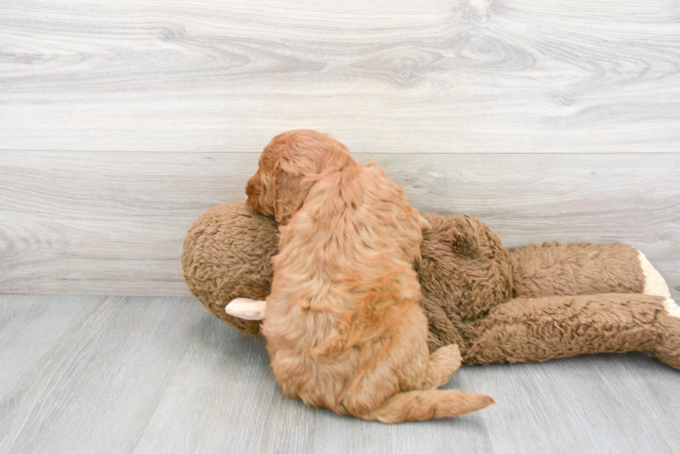 Small Mini Goldendoodle Baby