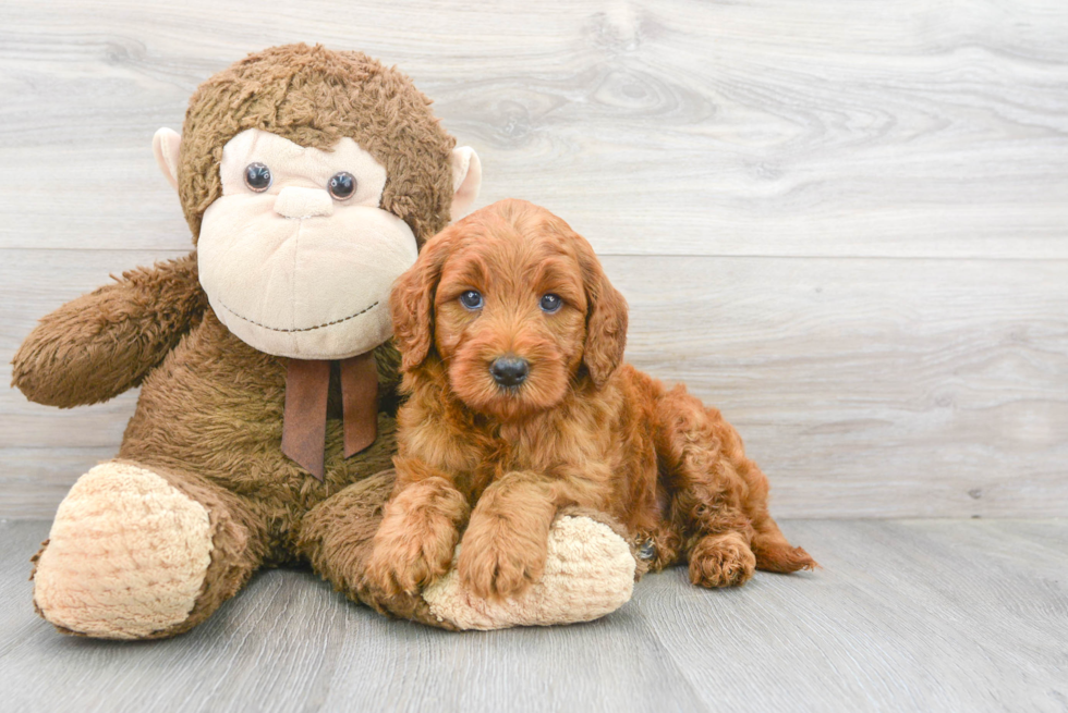 Smart Mini Goldendoodle Poodle Mix Pup