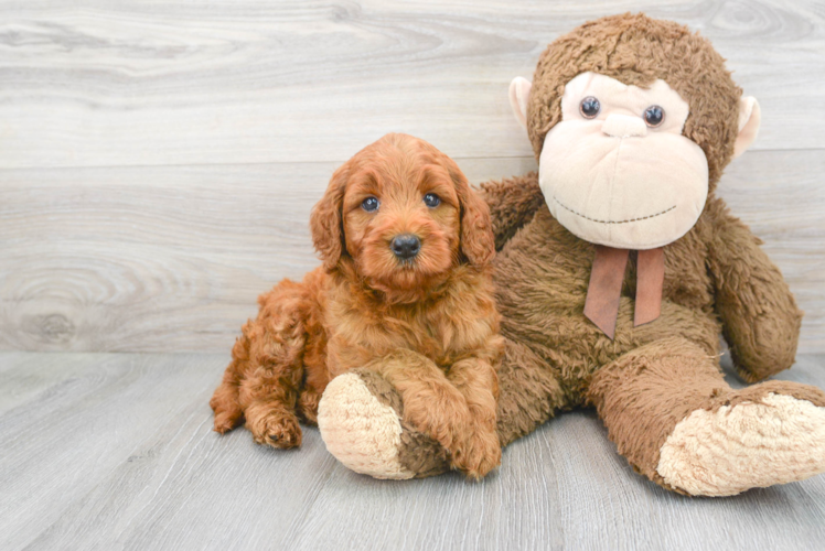 Mini Goldendoodle Puppy for Adoption