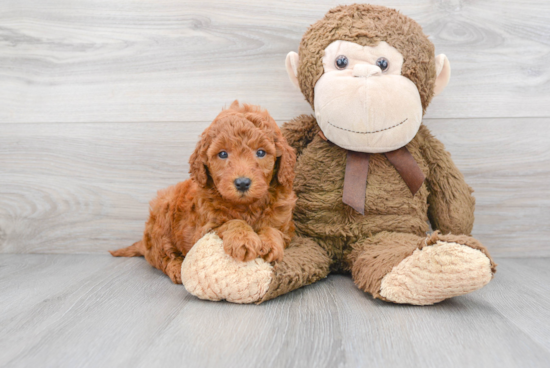 Energetic Golden Retriever Poodle Mix Puppy