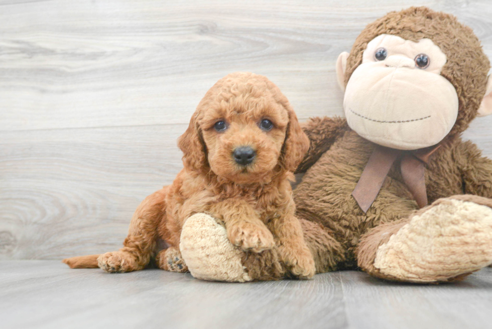 Fluffy Mini Goldendoodle Poodle Mix Pup