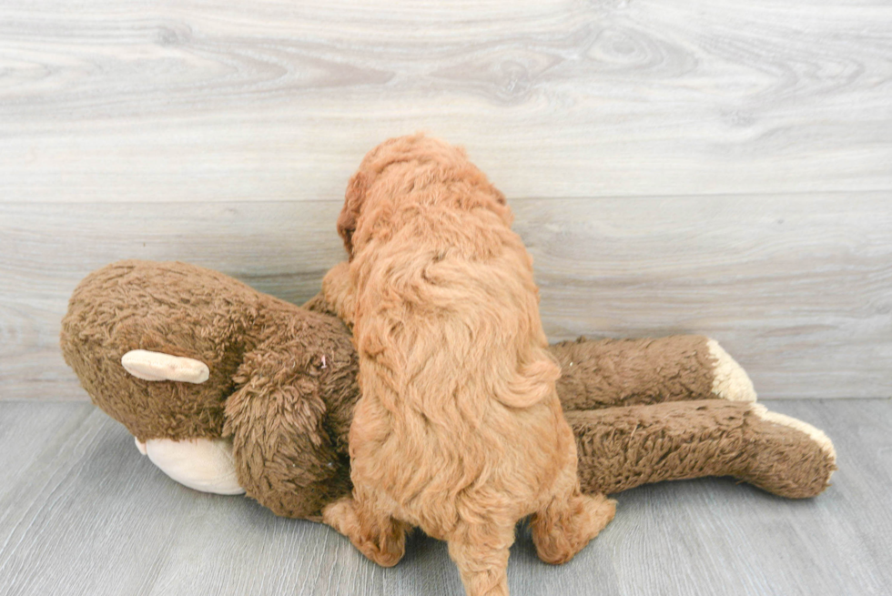 Mini Goldendoodle Pup Being Cute