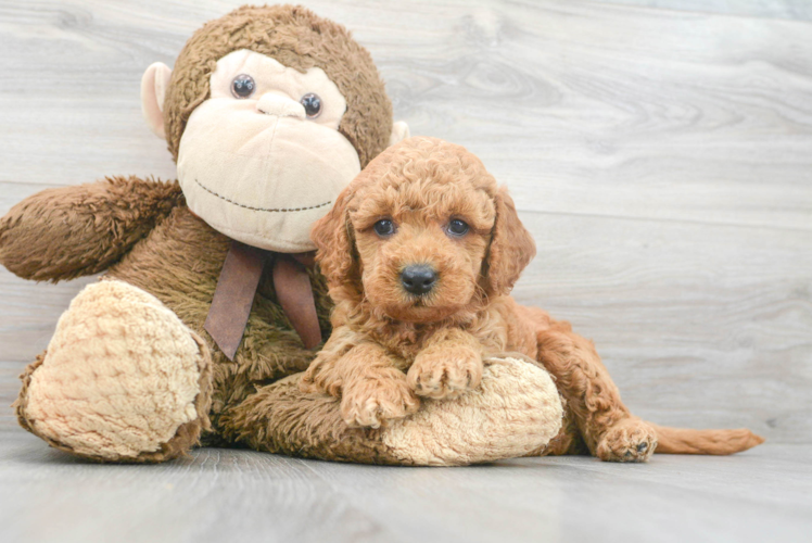 Mini Goldendoodle Pup Being Cute