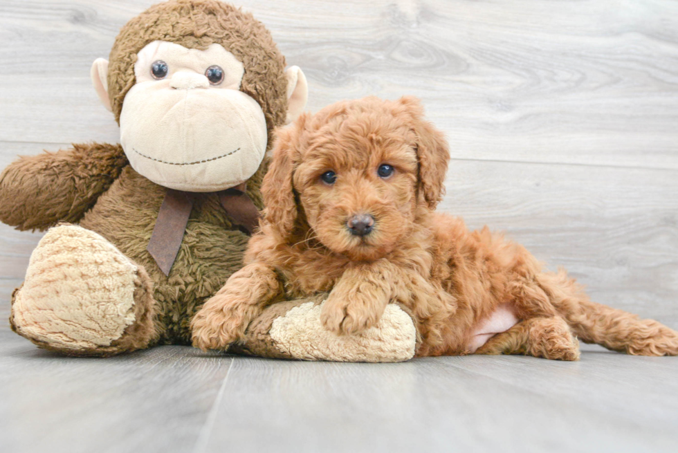 Mini Goldendoodle Puppy for Adoption