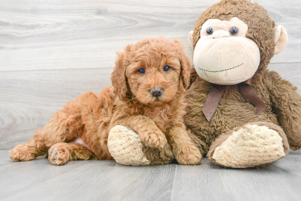 Best Mini Goldendoodle Baby