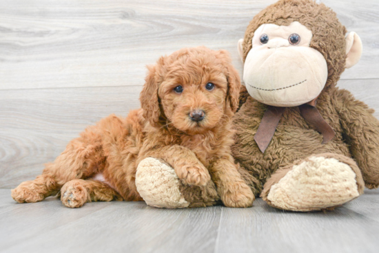 Best Mini Goldendoodle Baby