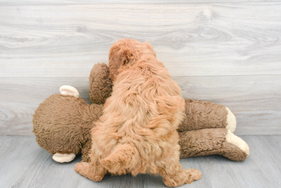 Popular Mini Goldendoodle Poodle Mix Pup