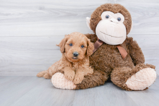 Mini Goldendoodle Pup Being Cute