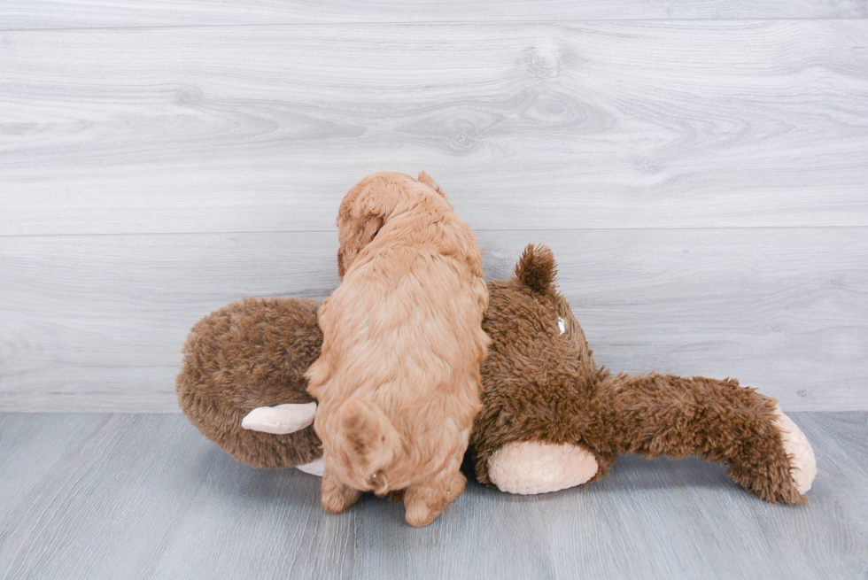 Fluffy Mini Goldendoodle Poodle Mix Pup