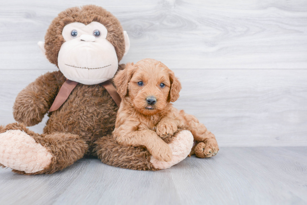 Funny Mini Goldendoodle Poodle Mix Pup