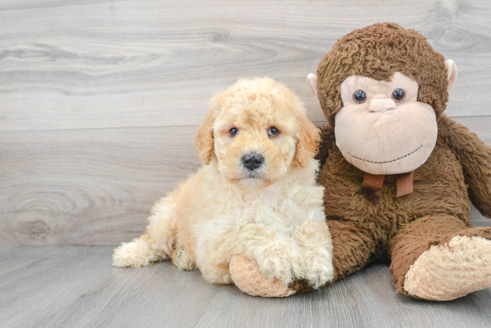 Best Mini Goldendoodle Baby