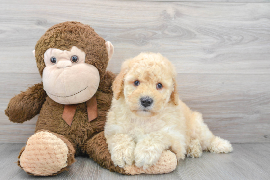 Best Mini Goldendoodle Baby