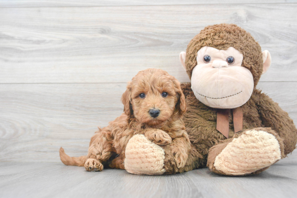 Mini Goldendoodle Puppy for Adoption