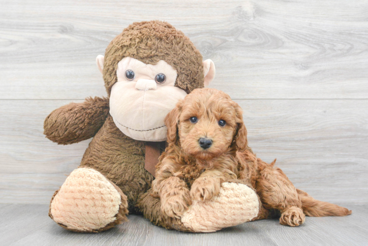 Best Mini Goldendoodle Baby