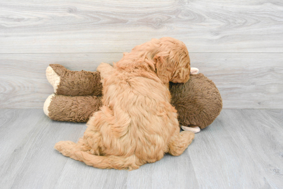 Sweet Mini Goldendoodle Baby