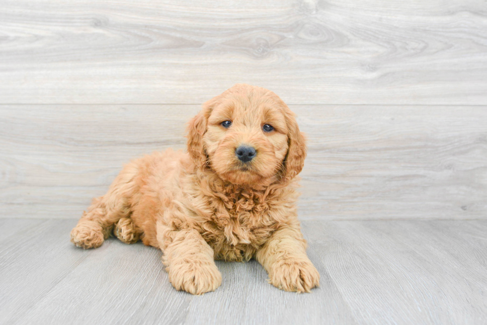 Little Golden Retriever Poodle Mix Puppy