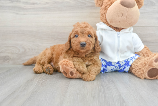 Popular Mini Goldendoodle Poodle Mix Pup