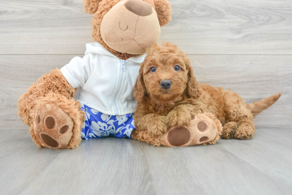 Mini Goldendoodle Puppy for Adoption