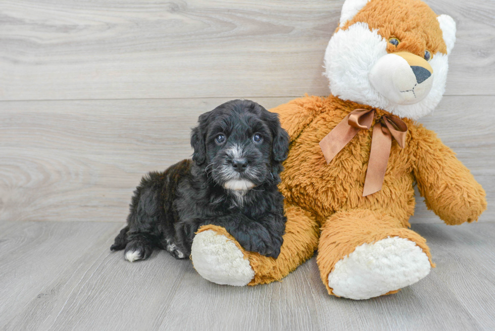 Mini Goldendoodle Pup Being Cute