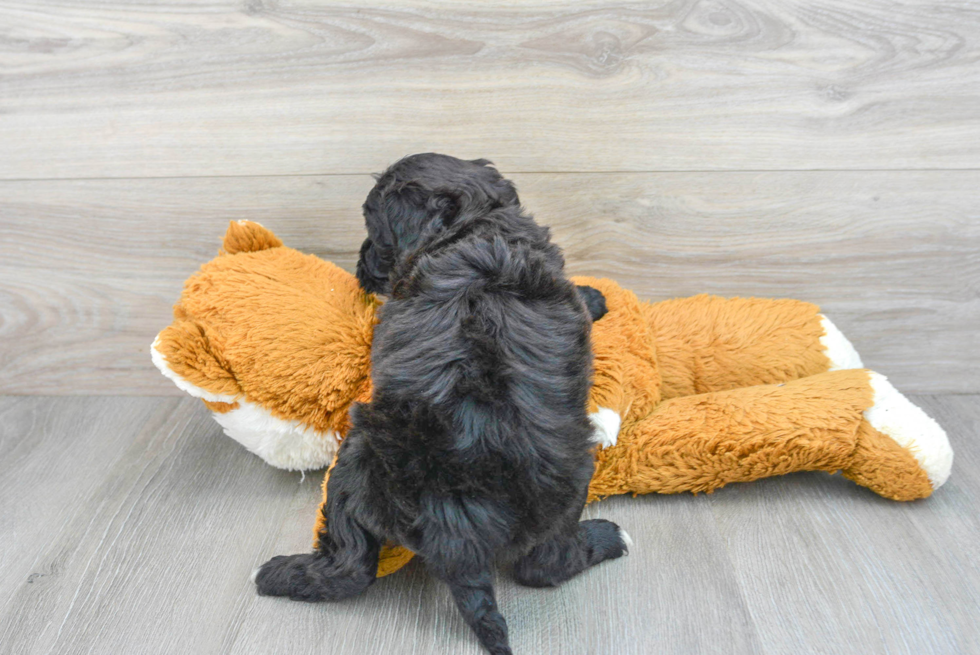 Cute Mini Goldendoodle Baby