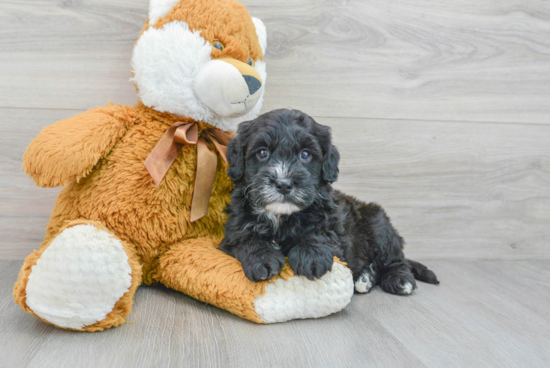 Best Mini Goldendoodle Baby