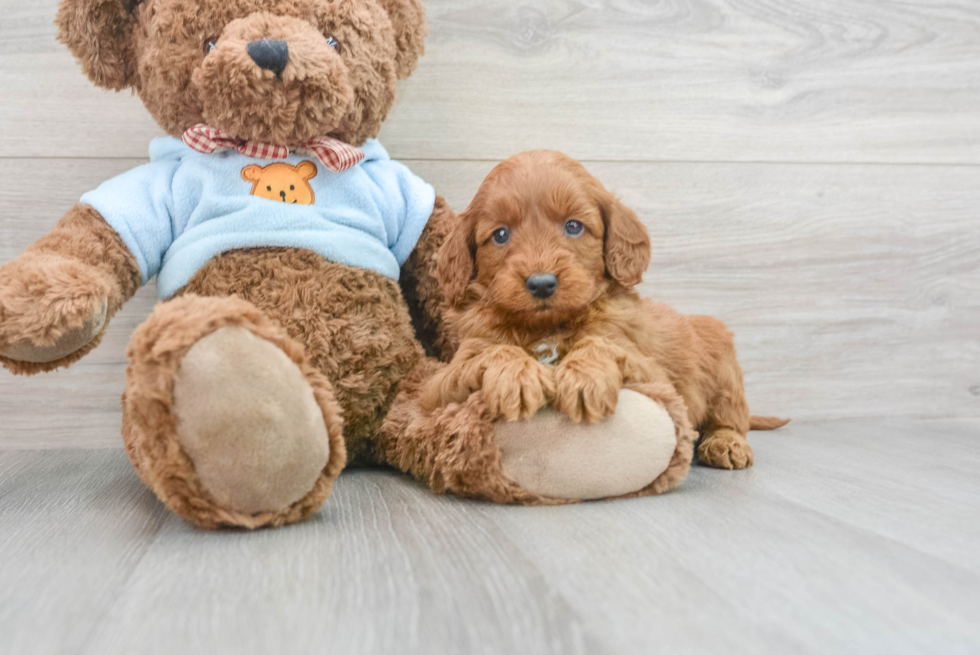 Popular Mini Goldendoodle Poodle Mix Pup