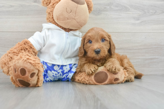 Adorable Golden Retriever Poodle Mix Puppy