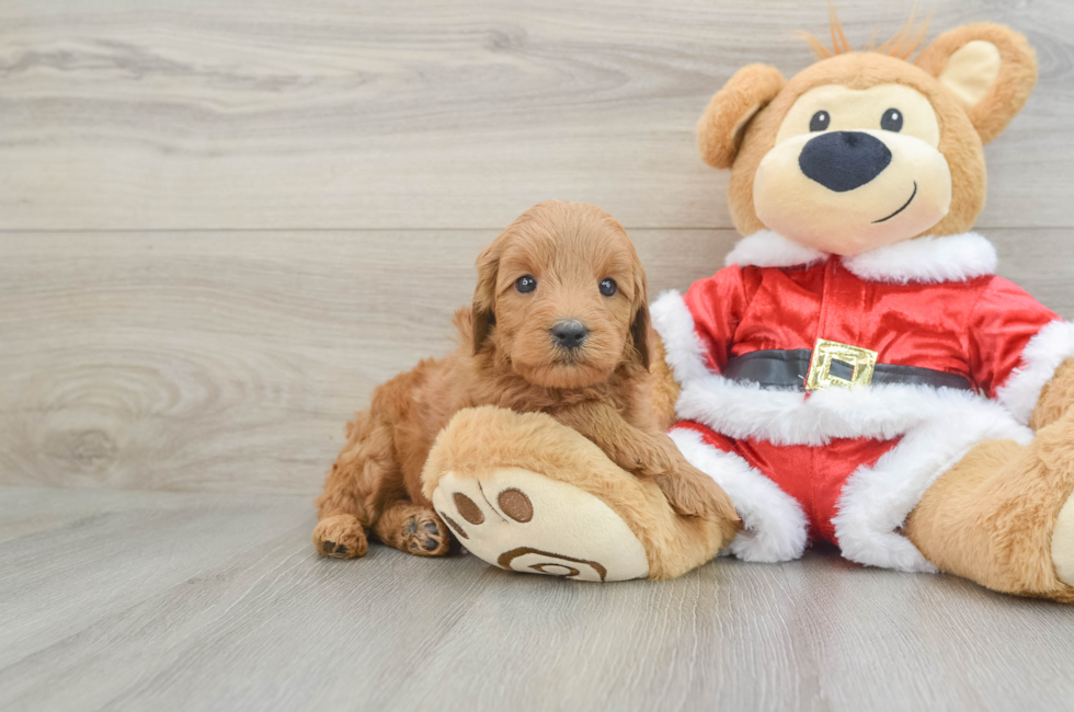 5 week old Mini Goldendoodle Puppy For Sale - Premier Pups