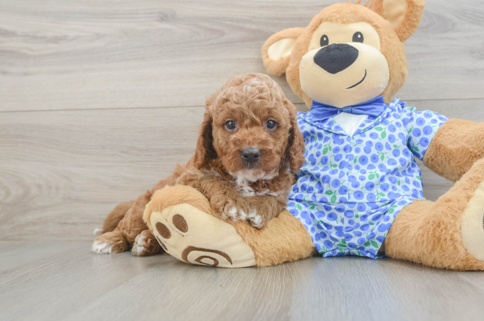5 week old Mini Goldendoodle Puppy For Sale - Premier Pups