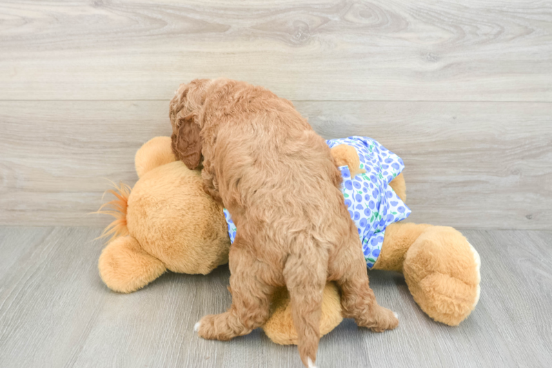 Meet Crosby - our Mini Goldendoodle Puppy Photo 2/3 - Premier Pups
