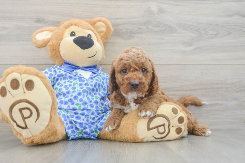 Meet Crosby - our Mini Goldendoodle Puppy Photo 3/3 - Premier Pups