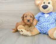 8 week old Mini Goldendoodle Puppy For Sale - Premier Pups