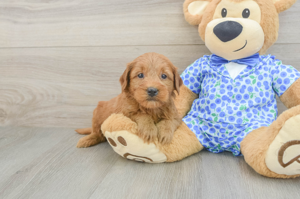 5 week old Mini Goldendoodle Puppy For Sale - Premier Pups
