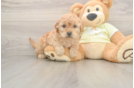 Cute Mini Goldendoodle Baby