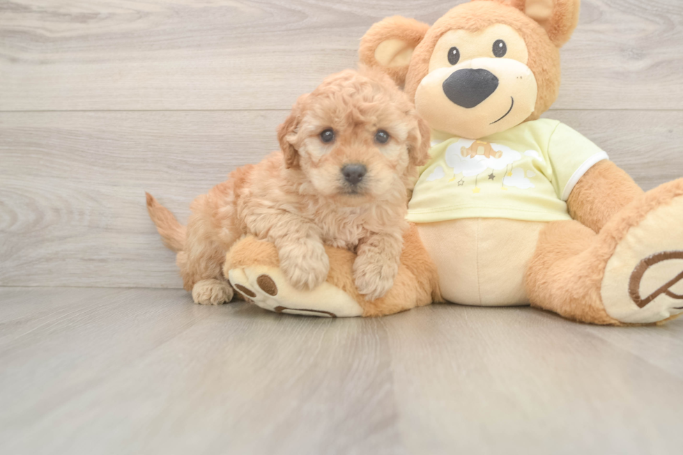 Cute Mini Goldendoodle Baby