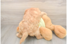 Smart Mini Goldendoodle Poodle Mix Pup