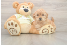 Cute Mini Goldendoodle Baby