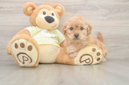 Cute Mini Goldendoodle Baby